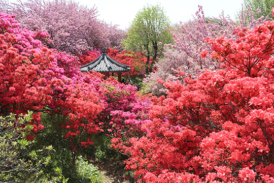 전주 완산꽃동산