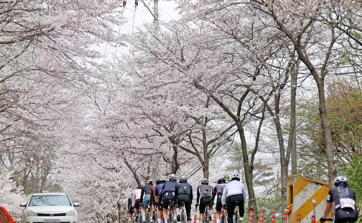 옥정호 벚꽃축제 내달 11∼12일 개최…임실 '천만 관광' 시동
